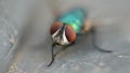 Greenbottle fly