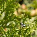 Greenbottle fly, Lucilia caesar