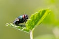 Greenbottle fly perched on a mint leaf