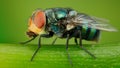 Greenbottle fly Royalty Free Stock Photo