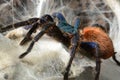 Greenbottle tarantula (Chromatopelma cyaneopubescens) Royalty Free Stock Photo