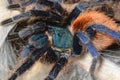 Greenbottle tarantula (Chromatopelma cyaneopubescens) Royalty Free Stock Photo