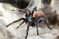 Greenbottle tarantula (Chromatopelma cyaneopubescens) Royalty Free Stock Photo