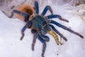 Greenbottle tarantula (Chromatopelma cyaneopubescens) Royalty Free Stock Photo