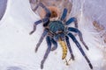 Greenbottle tarantula (Chromatopelma cyaneopubescens) Royalty Free Stock Photo