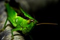 Greenbug