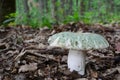 Greencracked Brittlegill mushroom close up Royalty Free Stock Photo