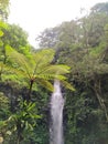 Greeneries in waterfall with giant fern a natural landscape Royalty Free Stock Photo