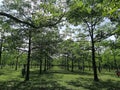 Greenery all around and rows of trees Royalty Free Stock Photo