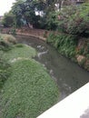 Greenery along the bridge Royalty Free Stock Photo