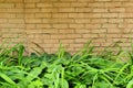Greenery along the path and on the background of a brick wall Royalty Free Stock Photo