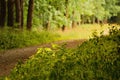 Greenery along path in forest in shadow during summer sunset in czech tourist area named Kersko in july 2018 Royalty Free Stock Photo