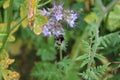 Greenery in background. Bumblebee flight. Purple inflorescence.