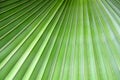 Greenery background close up palm leaf
