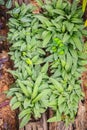 Greenery background of Drimiopsis maculata leaves in the garden.