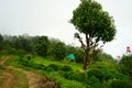 Greenery Background of Mountain Forest at Lungchok