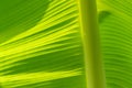 Greenery background nature plant and leaf (Banana