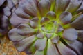 Greenery, top view, very close up shot on a succulent plant