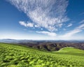 Greenery and blue sky