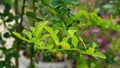 Greenery branches of Kaffir lime leaves plant with green small leaf `s bud under orange sunlight morning, know as makrut Royalty Free Stock Photo