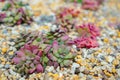 Greenery, close up shot on a group of succulent plant that grows on soil and gravel Royalty Free Stock Photo