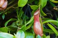 Greenery, close up shot on Nepenthes or carnivorous plants with green leaves Royalty Free Stock Photo