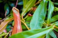 close up shot on Nepenthes or carnivorous plants with green leaves around it Royalty Free Stock Photo