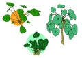 Greenery colour illustration set, pilea peperomioides plant