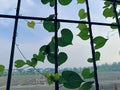 Greenery creeping on an iron fence against a blue sky background