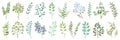 Greenery elements. Leaves branches foliage wedding plants, vintage nature botanical collection. Vector exotic garden