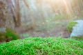 greenery environment in the nature forest . focus on green moss with blurred trees on background