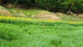 Greenery grass field on the hill. Royalty Free Stock Photo