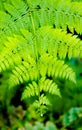 Greenery green fern close up macro branch