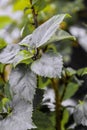 Greenery leave garden bouquet plant