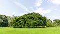 The greenery leaves branches of big Rain tree sprawling cover on green grass lawn under blue sky and sunshine morning Royalty Free Stock Photo