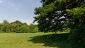 The greenery leaves branches of big Rain tree sprawling cover on green grass lawn under blue sky and sunshine morning, plenty Royalty Free Stock Photo