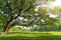 The greenery leaves branches of big Rain tree sprawling cover on green grass lawn under sunshine morning Royalty Free Stock Photo