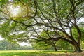 The greenery leaves branches of big Rain tree sprawling cover on green grass lawn under sunshine morning Royalty Free Stock Photo