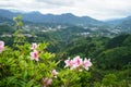 Greenery mountain panorama and town view from afar with pink flo