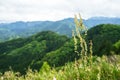 Greenery mountain panorama and town view with closeup grass flow