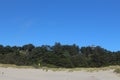 Greenery near newport beach Oregon