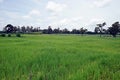 Greenery on rice field in rainy season Royalty Free Stock Photo