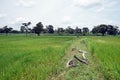 Greenery on rice field in rainy season Royalty Free Stock Photo