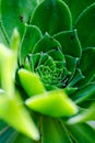 Greenery round swirl succulent extreme macro horizontal shot Royalty Free Stock Photo