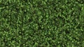 Overhead Lush Green Grass and Clover Texture Royalty Free Stock Photo