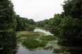 Greenery thrives in and around this bayou