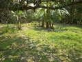 Greenery trees plant banana rainy winter spring India