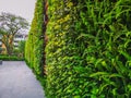 Greenery vertical garden wall of green leaves and outdoor plant with a good maintenance landscape in a park, natural background Royalty Free Stock Photo