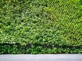 Greenery vertical garden wall of green leaves and outdoor plant with a good maintenance landscape in a park, natural background Royalty Free Stock Photo