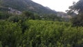 peach trees Greenery view of swat valley plz like
